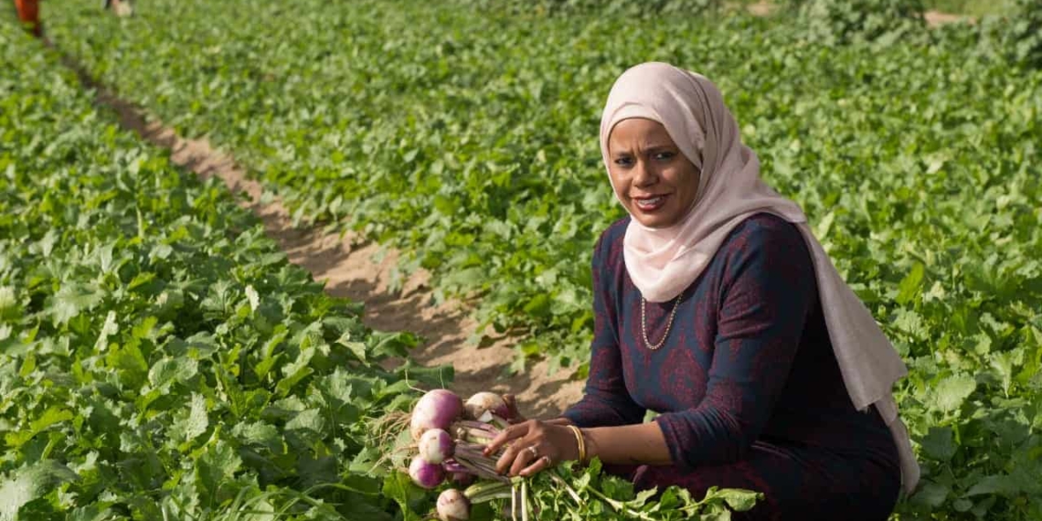 Wadea Jappie is an award-winning farmer and director of Chamomile Farming Enterprises situated, in one of Cape Town’s largest townships, Phillipi.