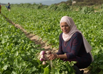 Wadea Jappie is an award-winning farmer and director of Chamomile Farming Enterprises situated, in one of Cape Town’s largest townships, Phillipi.