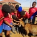 The Animal Health Promotion Club (AHPC) school program teaches children basic animal and human health knowledge through fun and practical activities.