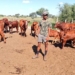 19-year-old Thabo Dithakgwe is one of South Africa’s youngest farmers.