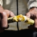 The local sugar industry contributes about R14 billion towards Mzansi’s economy and employs about 85 000 locals. Photo: Joshua Reid