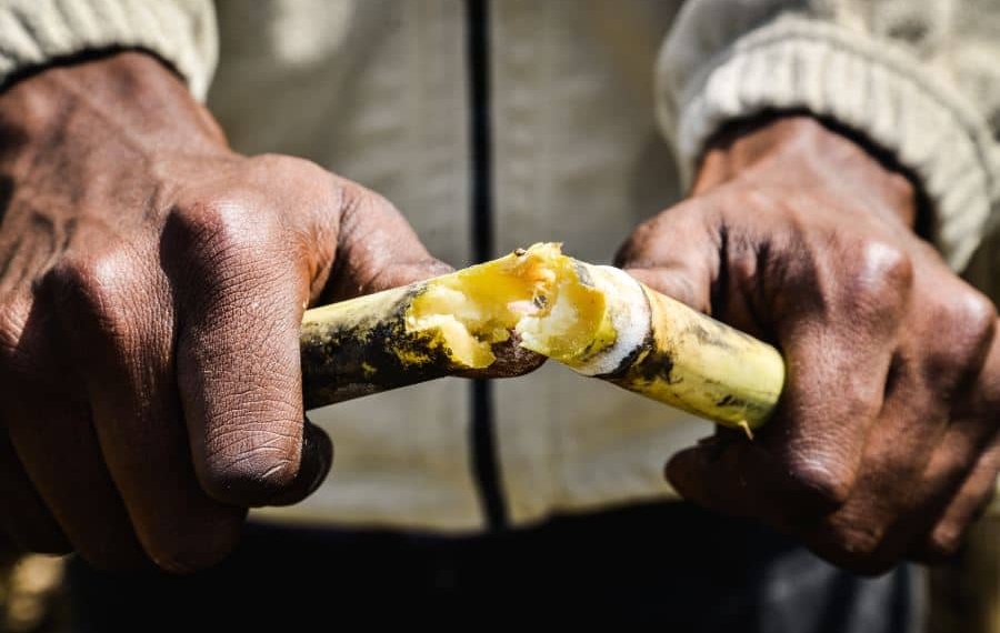 The local sugar industry contributes about R14 billion towards Mzansi’s economy and employs about 85 000 locals. Photo: Joshua Reid