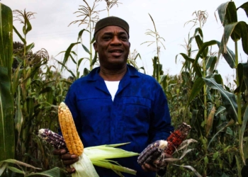 Edward Wisdom originally from the southeast of Nigeria has carved out a niche for himself by producing and selling produce that other African immigrants and expats struggle to find in South Africa.
