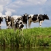 The Milk Producers Organisations (MPO), Chief Economist Bertus van Heerden believes the future of dairy farming in Mzansi is not bleak.