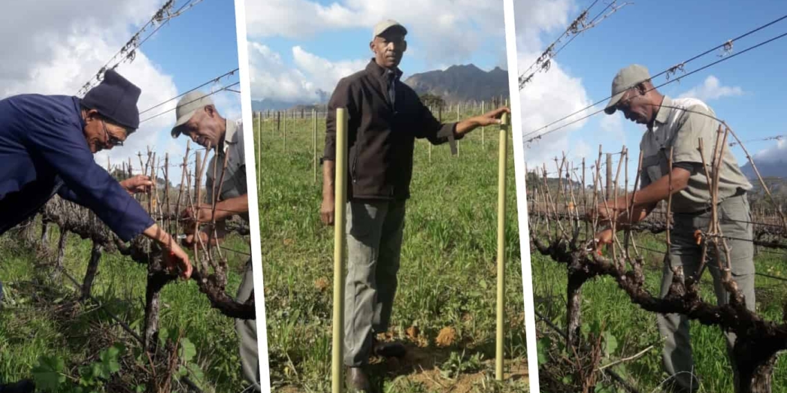Christie Davids is an award winning agriworker who was born and raised on Packwood Farm in Franschhoek, where his parents worked and lived.
