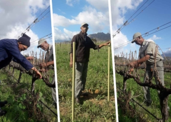 Christie Davids is an award winning agriworker who was born and raised on Packwood Farm in Franschhoek, where his parents worked and lived.