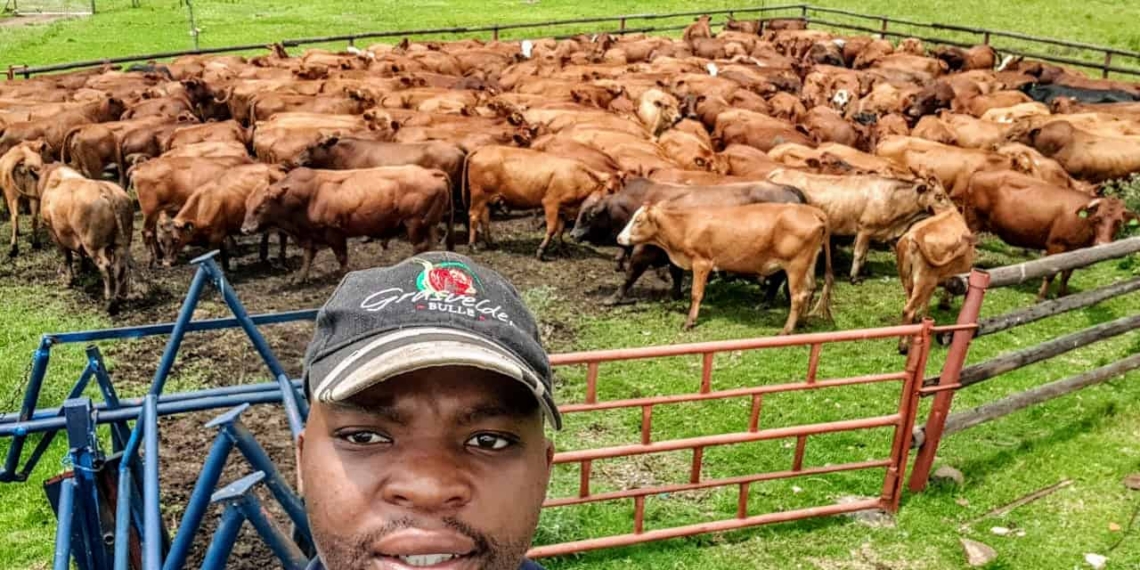 Nsika Shabalala manages the cattle farming department at Afrikan Farms in Mpumalanga.