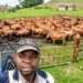 Nsika Shabalala manages the cattle farming department at Afrikan Farms in Mpumalanga.