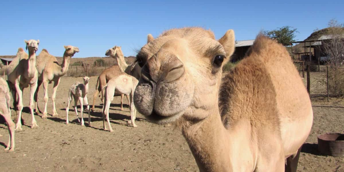 In 2015 a 47-year-old drought stricken sheep farmer, Hans Knoesen started seeing the wild camels on his farm as a potential asset and stared producing camel milk. Photo: Camel Milk South Africa.