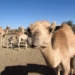 In 2015 a 47-year-old drought stricken sheep farmer, Hans Knoesen started seeing the wild camels on his farm as a potential asset and stared producing camel milk. Photo: Camel Milk South Africa.