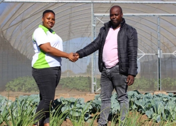 Young farmers Zanele Ntuli and Aaron Motau, both 29 years old, have a 6.2 hectare-farm in Winterveld that they use to feed over six thousand learners in seven schools around Gauteng and North West.