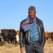 Tsabello Mapupa farms with livestock on his late brother’s land in Rosendal, about 45km away from Ficksburg in the Free State.