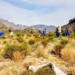 Wupperthal Rooibos is planted and tended by farmers who brave the remote and harsh mountainous terrain to bring this special product to market.