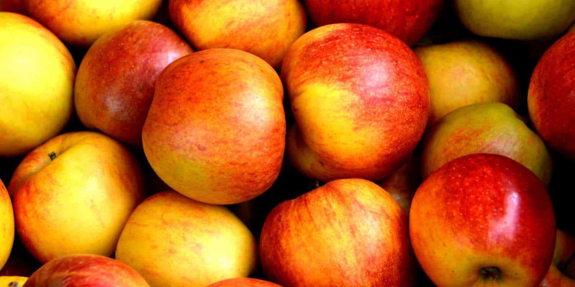 With the recent storms in the Western Cape, apple farmers said there was little damage to their farms and produce. Photo: Supplied/Food For Mzansi