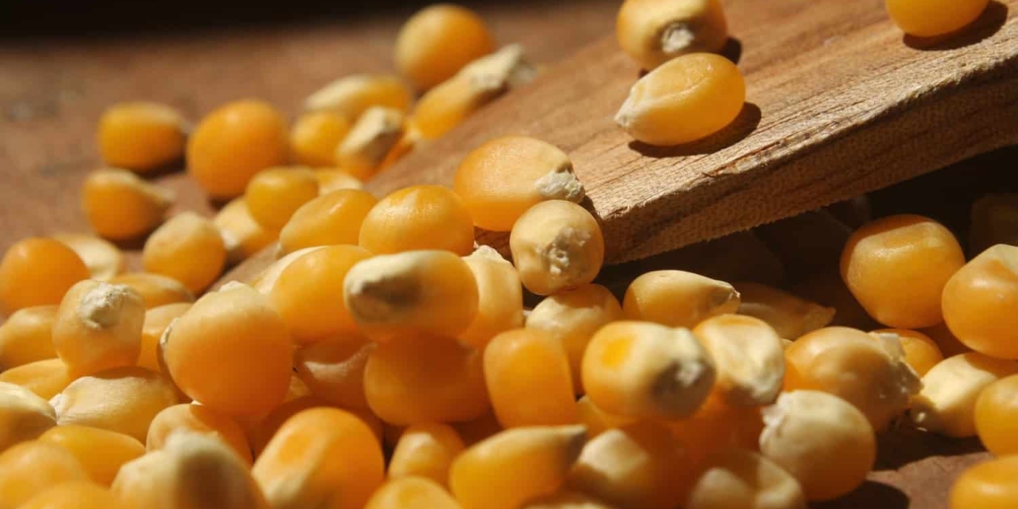 Popcorn farmer Hannes Bruwer says Mzansi's alomst orange colored popcorn is world famous and very sought after.