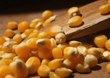 Popcorn farmer Hannes Bruwer says Mzansi's alomst orange colored popcorn is world famous and very sought after.
