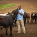 Ndumiso Gule is the assistant farm manager and beef section manager of Baynesfield Estate in KwaZulu Natal.