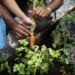 Here’s why growing food at the workplace is a big deal