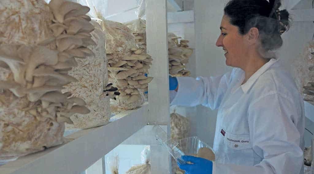 The founder of Dayora Oyster Mushrooms in Langebaan, Yolandi Joubert, says they cultivate a variety of mushrooms. They also supply mushroom training kits for anyone interested in growing mushrooms as a hobby. Photo: Farmer's Weekly