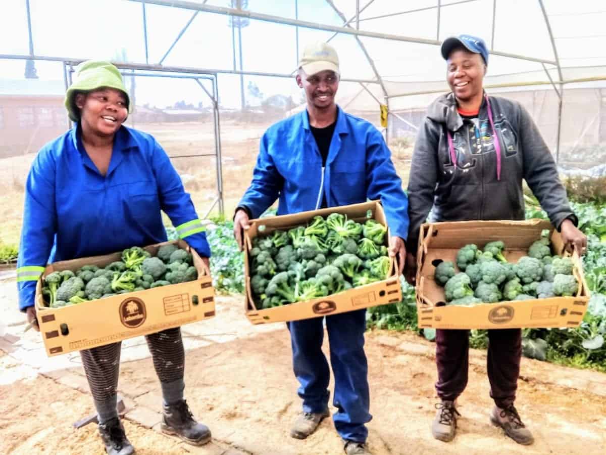 Young farmers didn’t take no for an answer - Food For Mzansi