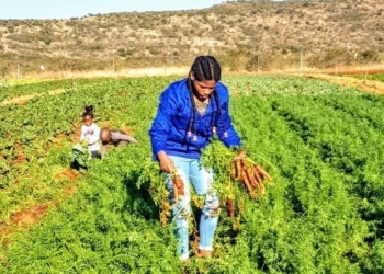 Siphesihle Kwetana (25) on her 85 hectare farm in Qumbu Eastern Cape.