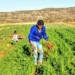 Siphesihle Kwetana (25) on her 85 hectare farm in Qumbu Eastern Cape.