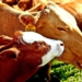 The recent outbreak of Foot and Mouth Disease in Mzansi will deal a heavy blow to the South African economy, influencing farmers and consumers alike.
