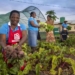 The Swa Vana Children’s Project started in Mpumalanga province is feeding, clothing and taking care of 400 orphaned and vulnerable children everyday.