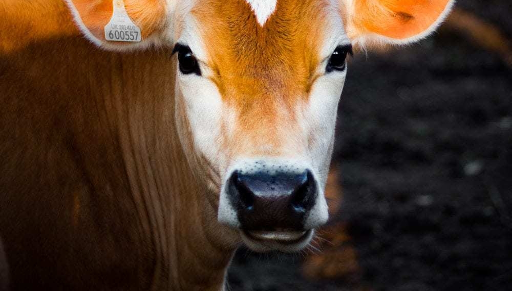 While the New Zealand government has announced a permanent ban on live cattle exports by sea, with a two-year period to phase out the trade. The ban will not affect Mzansi says Agbiz CEO, Dr John Purchase. Photo: Supplied/ Food For Mzansi