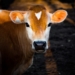 While the New Zealand government has announced a permanent ban on live cattle exports by sea, with a two-year period to phase out the trade. The ban will not affect Mzansi says Agbiz CEO, Dr John Purchase. Photo: Supplied/ Food For Mzansi