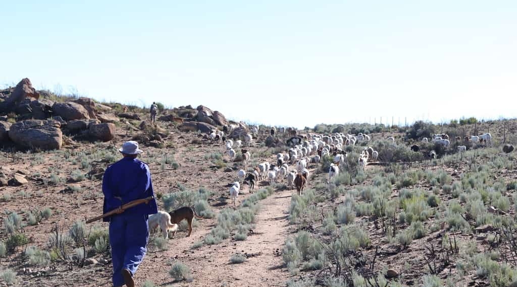 land reform The Land Bank's downgrade to junk status by international ratings agency Moody’s could be “disastrous” for farmers, say leaders in organized agriculture. Photo: Clement Cupido
