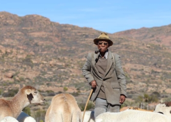 Veld and pastoralists: Oom Koos Paulse, experienced herder, with some of the livestock at the winter stock post at Jaarskloof in the Leliefontein Communal Area. Photo: Clement Cupido.