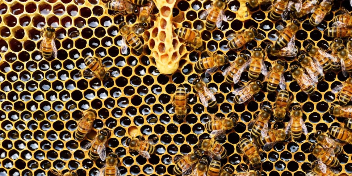 Mzansi desperately needs a traceability system to protect consumers from the risk of adulterated honey, and ensure the quality of the honey being imported.