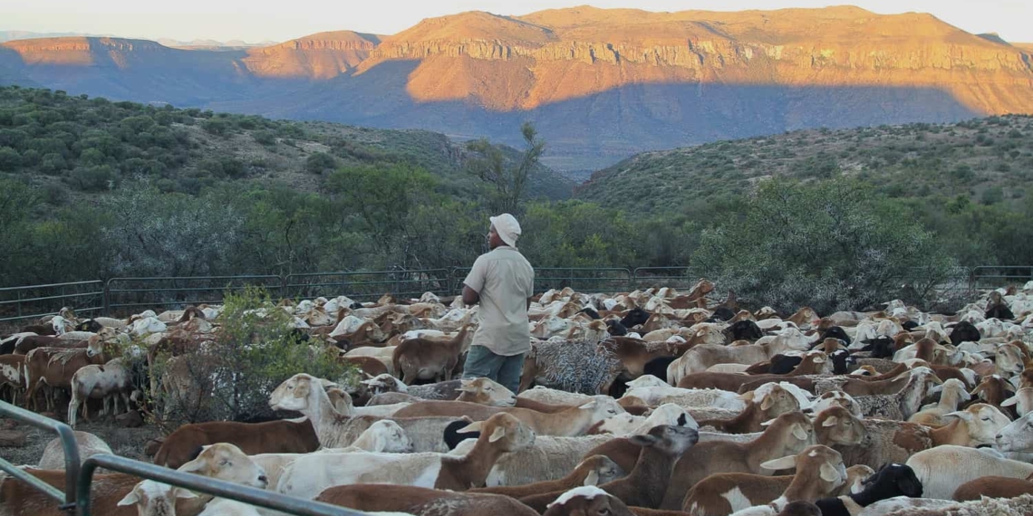 Last light on the ironstone krantzes as herder Chris Martins takes a final walk around the kraal full of the Meatmaster sheep. He knows each one.