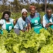 Eastern Cape NGO, CATCH Projects is giving 110 women between the ages of 24 and 90 the opportunity to plant and harvest vegetables for their families.