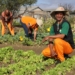 Concern as Stats SA reveals a drop in agricultural households