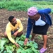 Indigenous vegetables ‘are not poor people’s food’