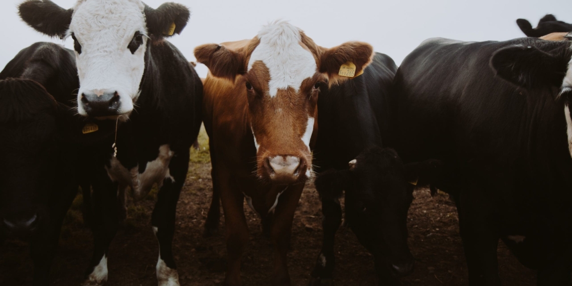 Agri SA wants government to clarify whether livestock auctions will also be affected by the prohibition of gatherings. Photo: Supplied/Food For Mzansi
