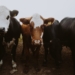 Agri SA wants government to clarify whether livestock auctions will also be affected by the prohibition of gatherings. Photo: Supplied/Food For Mzansi