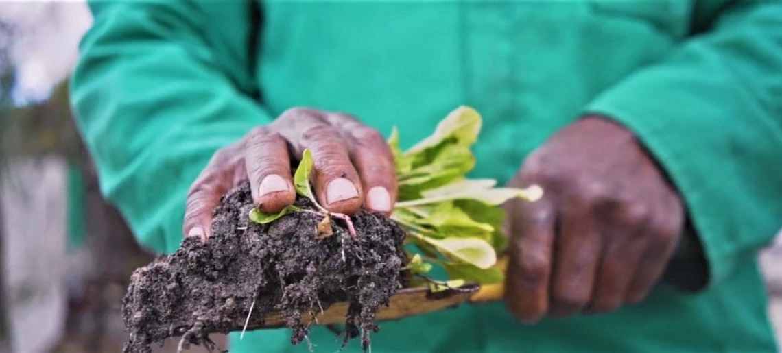 In Mzansi, more than 600 native plants are potentially dangerous. Farmers may protect their animals and guarantee a healthy herd by being aware of the threats and acting pro-actively.Photo:Supplied/Food For Mzansi