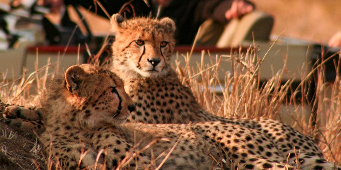 The Manyeleti Game Reserve is known worldwide for its Big Five sightings. Photo: Tintswalo Safari Lodge