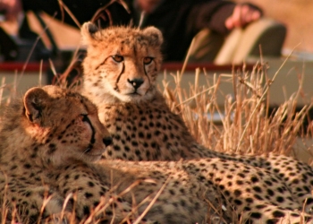 Let’s go on a virtual safari through Kruger National Park