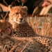 Let’s go on a virtual safari through Kruger National Park