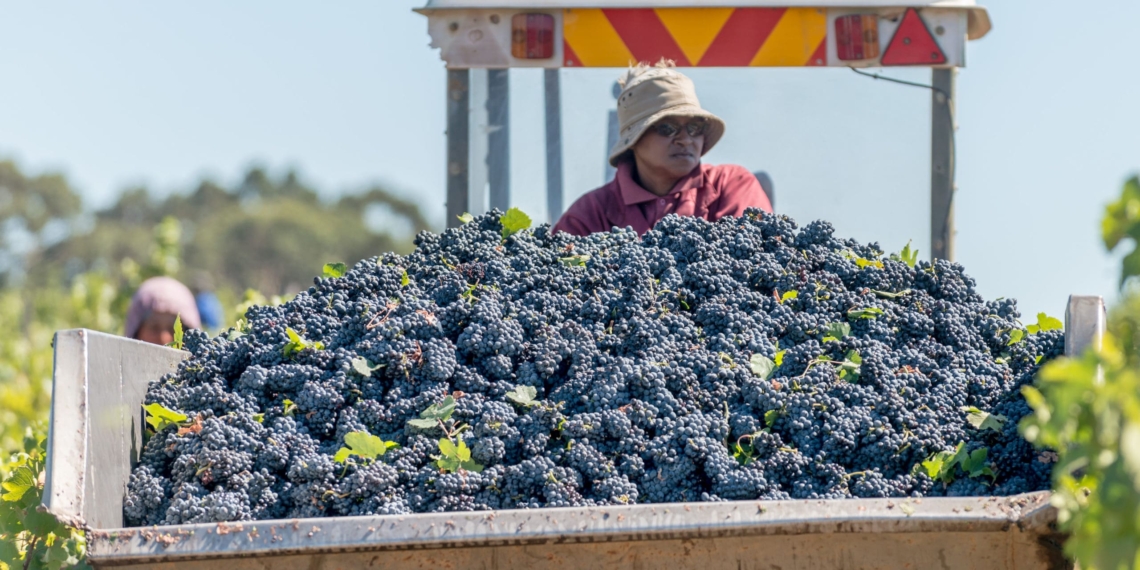 The 2022 wine grape harvest is expected to amount to 1,42 million tonnes, which is slightly above the industry’s five-year average. Photo: Supplied/Food For Mzansi
