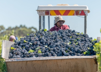 The 2022 wine grape harvest is expected to amount to 1,42 million tonnes, which is slightly above the industry’s five-year average. Photo: Supplied/Food For Mzansi