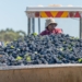 The 2022 wine grape harvest is expected to amount to 1,42 million tonnes, which is slightly above the industry’s five-year average. Photo: Supplied/Food For Mzansi