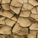 agriculture events