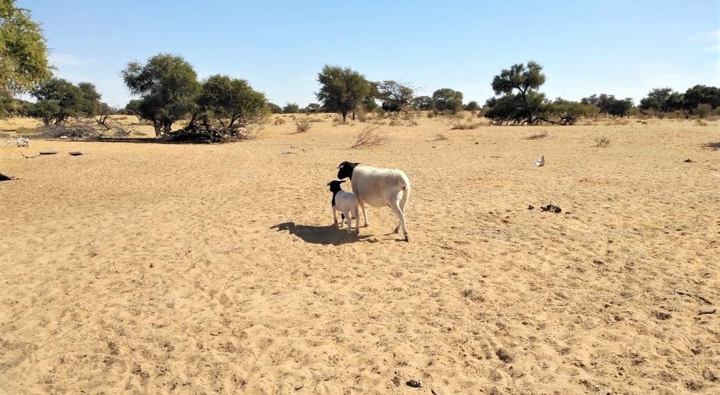 Farmers complain that government is slow to react to challenges faced by drought-stricken areas. Photo: Supplied/Food For Mzansi