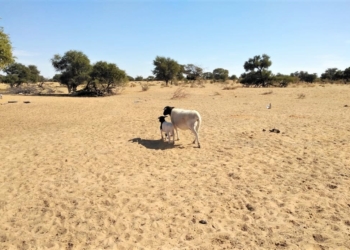 Farmers complain that government is slow to react to challenges faced by drought-stricken areas. Photo: Supplied/Food For Mzansi