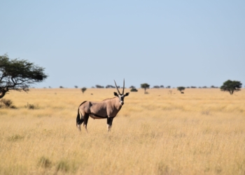A new game meat industry strategy for South Africa has been widely welcomed by game farmers and is now open for public comment. Photo: Supplied/Stephan Streuders